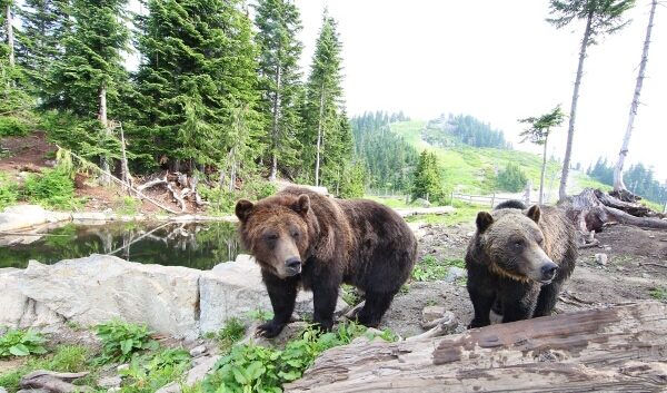 Grinder and Coola, the Grouse Mountain grizzly bears